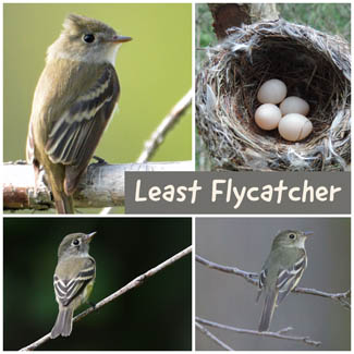 Least Flycatcher